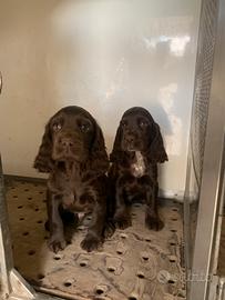 Working Cocker cioccolato addestrati da tartufi
