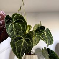 Anthurium Clarinervium vaso 18