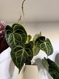 Anthurium Clarinervium vaso 18