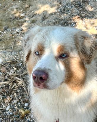 PASTORE AUSTR. RED MERLE per MONTA