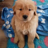 Cuccioli linea americana