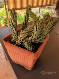 Grande Haworthiopsis glauca 38 cm
