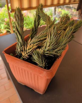 Grande Haworthiopsis glauca 38 cm
