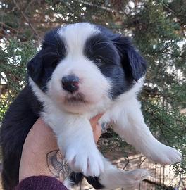 Border Collie con pedigree