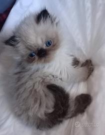 Cuccioli persiani ed esotici