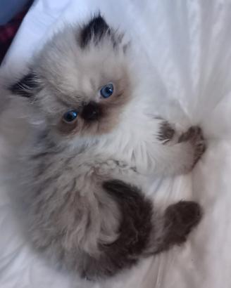 Cuccioli persiani ed esotici