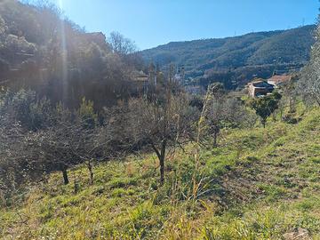 Terreno agricolo uliveto