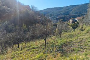 Terreno agricolo uliveto