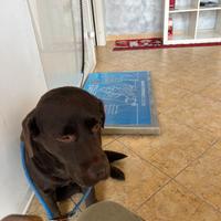 Femmina labrador marrone