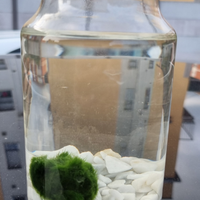 Marimo