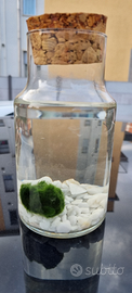 Marimo