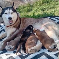 Cuccioli siberian husky
