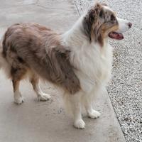 Pastore Australiano Maschio per Monta