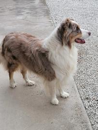 Pastore Australiano Maschio per Monta