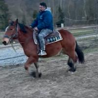 Cavallo pesante francese