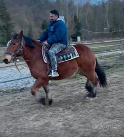 Cavallo pesante francese