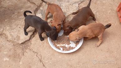Cuccioli pincher