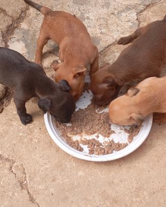 Cuccioli pincher