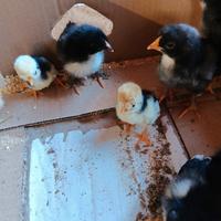 Pulcini ornamentali vari