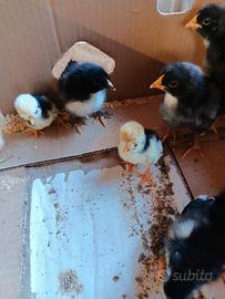 Pulcini ornamentali vari