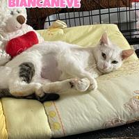 Biancaneve gattina biancogrigia di 1 anno