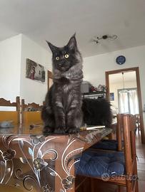 Maine coon Elise
