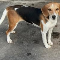 Cuccioloni per caccia al coniglio