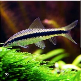 Crossochelius