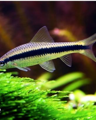 Crossochelius