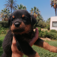 Cuccioli di rottweiler