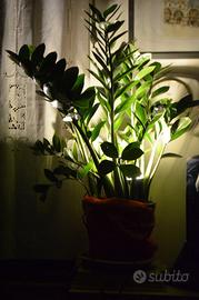 Coppia faretti led per piante.