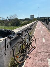 Bici adriatica adulto