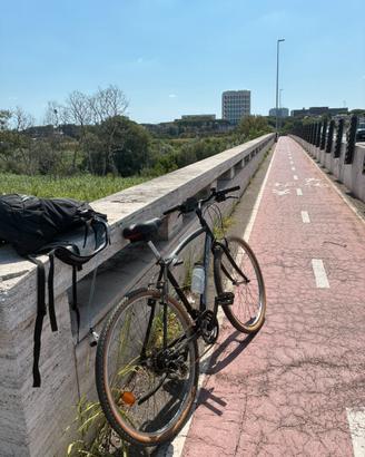 Bici adriatica adulto
