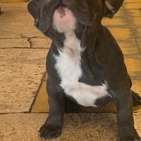 Bulldog francesi