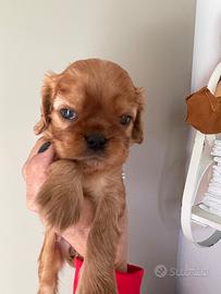 Cavalier king charles spaniel