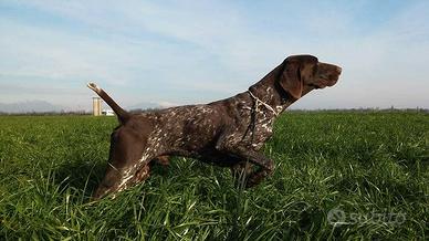 Bracco tedesco kurzhaar