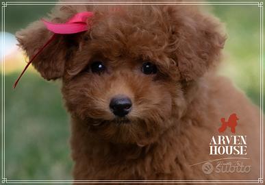 Barboncino toy rosso