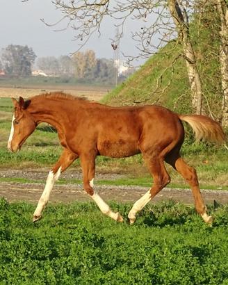 Puledro 2025