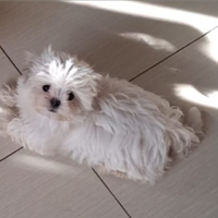 Maltese