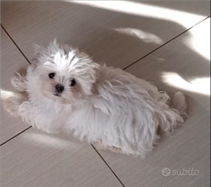 Maltese