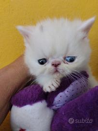 Gattini exotic shorthair