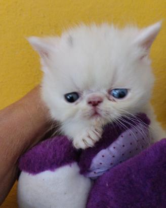 Gattini exotic shorthair
