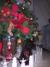 Cucciola di Maltipoo