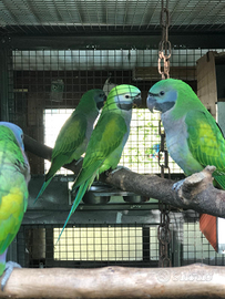 Parrocchetto Derbiana