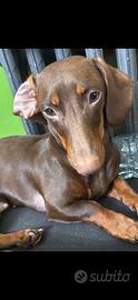BASSOTO femmina