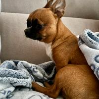 Monta chihuahua mini toy