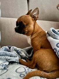 Monta chihuahua mini toy