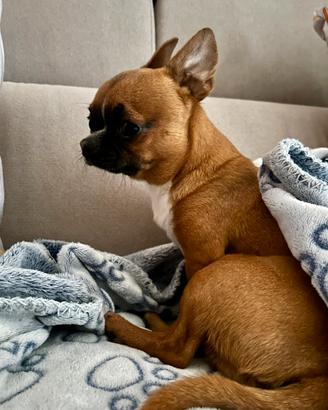 Monta chihuahua mini toy