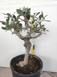 Ulivo prebonsai U12