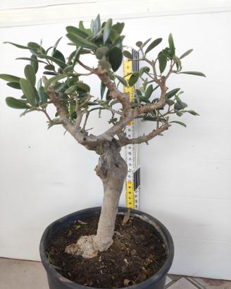 Ulivo prebonsai U12